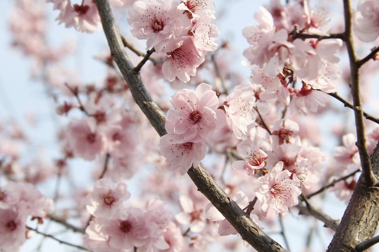 榆山街道：黄河岸边的“花世界”