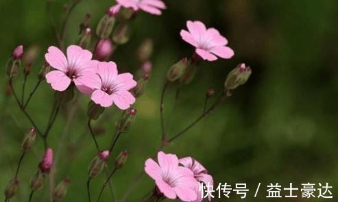 人体免疫力|农村一种野菜,常吃可防备肿瘤、加强人体免疫力,很珍贵