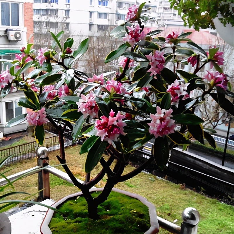 家里采光差，还想养花5种“耐阴花”，不见太阳，也能四季开花