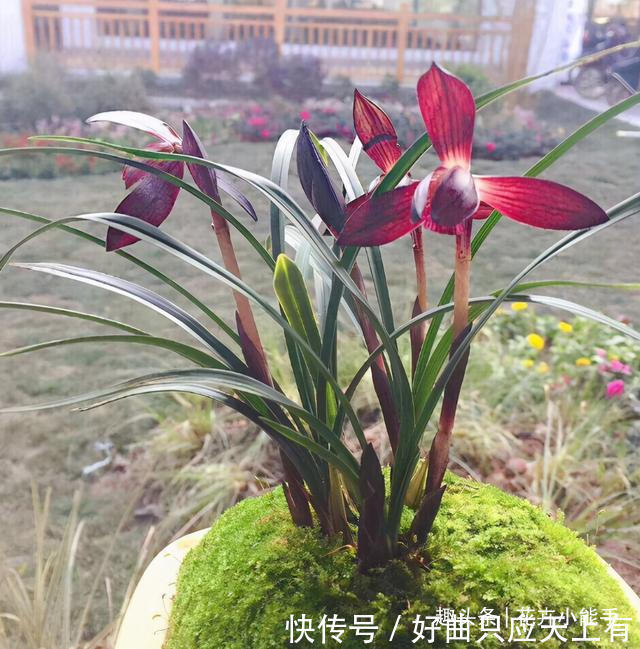 此兰花,拥有“顶级”花色,也有扑鼻的香味,被誉为红素二姐妹