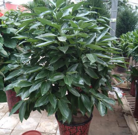 “2种花”放客厅,“旺运”又镇宅,比吊兰都好,养1盆净化空气