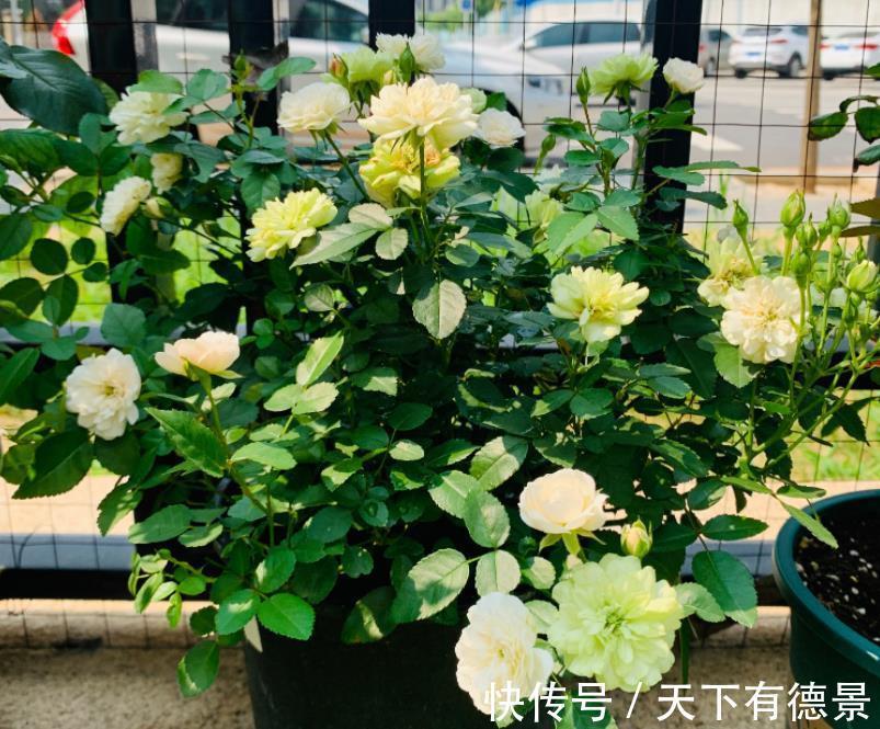 爱情|它是灌木蔷薇，名为绿玫瑰，寓意：永不老去的爱情，人见人爱