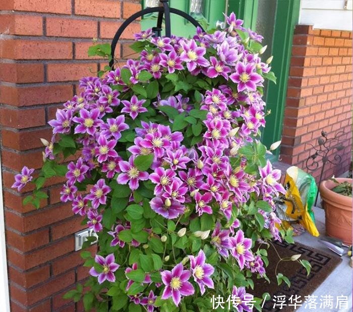 喜欢养花,不如养盆郁金香,花形似牡丹,超级好养