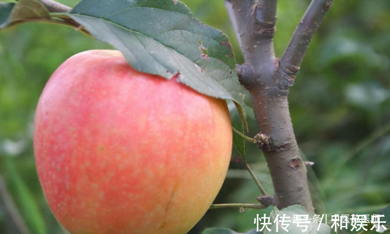 食物|女性中年气色好，没事吃的好食物，补益气血，排毒抗衰，肌肤不老