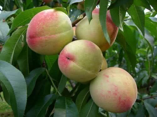 人到中年|人到中年想长寿,4种食物换着吃,排毒养颜,营养丰富,试试吧