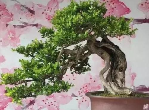 盆景|此花花香叶也香,枝叶四季常青,最适宜被修剪成盆景供人欣赏