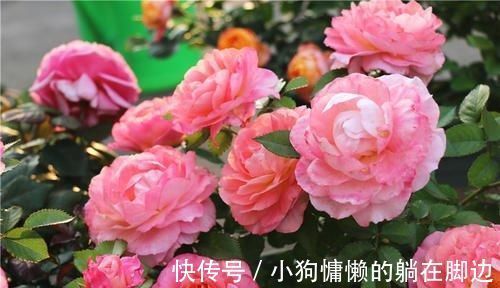 营养液|最厉害的养花营养液:给月季花喝一勺,猛窜笋芽,花开满枝