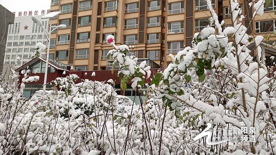 纷飞|雪花纷飞，寒意浓浓，阳泉初雪姗姗而来