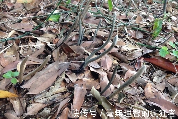 乌灵参|乌灵参:白蚁种出来的“人参”,价值堪比黄金,极其稀有和难获取