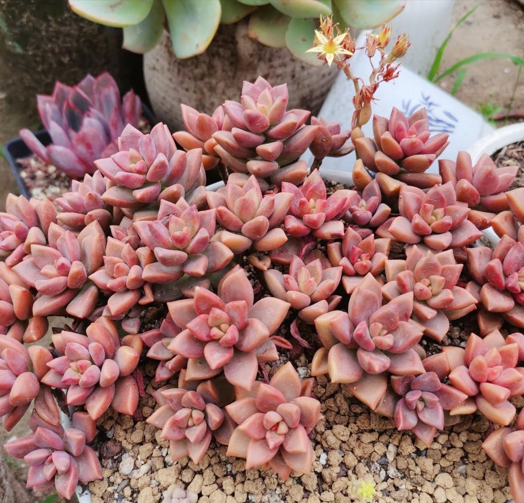 这“三多肉”是缀化小能手,无需掐剪,就能“密密麻麻”蹿满芽