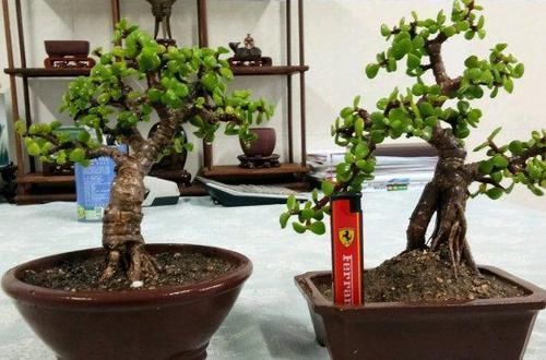 金枝玉叶小苗苗,一年快速变老桩,沧桑古朴做盆景,价格翻倍长