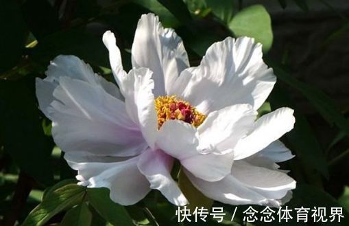 花草|家养此款花卉，开花勤爱爆盆，花量大不操心，很受爱花人士的喜爱