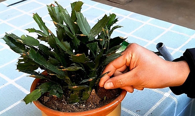 蟹爪兰迎来花期,养护避免“4个动作”,花苞一个不落,越开越美