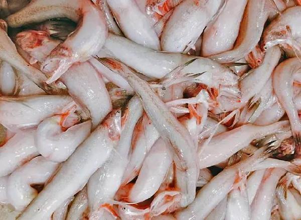 最常见的50种食用鱼,别再说你不认识,好好看看,你认识几种