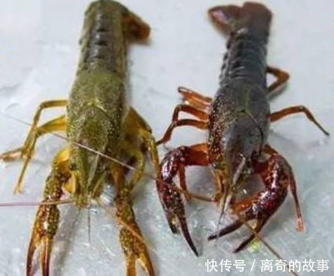 红壳虾|同样是小龙虾,“青壳”和“红壳”的区别其实很大,看完涨知识了