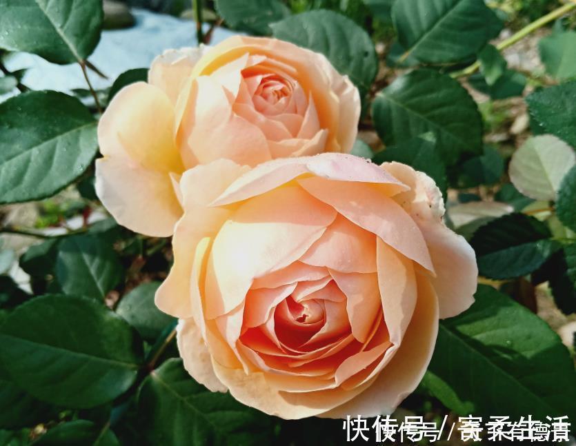 朱迪|漂亮又好养的“4种花”，比玫瑰好看，招财又开运，你养了吗？