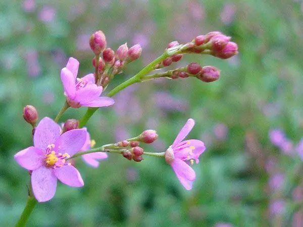 妙用|老中医盘点8味民间草药，8种顶级妙用，治自汗、盗汗有奇效！