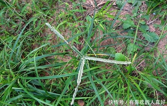 【金龟日记】认准这几种绿植,龟龟的美味菜肴