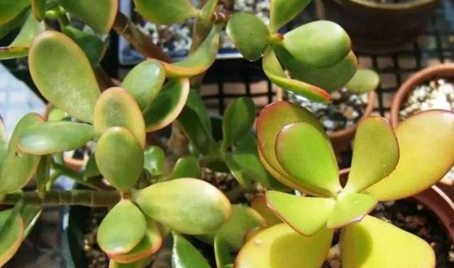 枝干|多肉枝干徒长学会剪一剪,母株变美、枝干扦插成新生幼苗