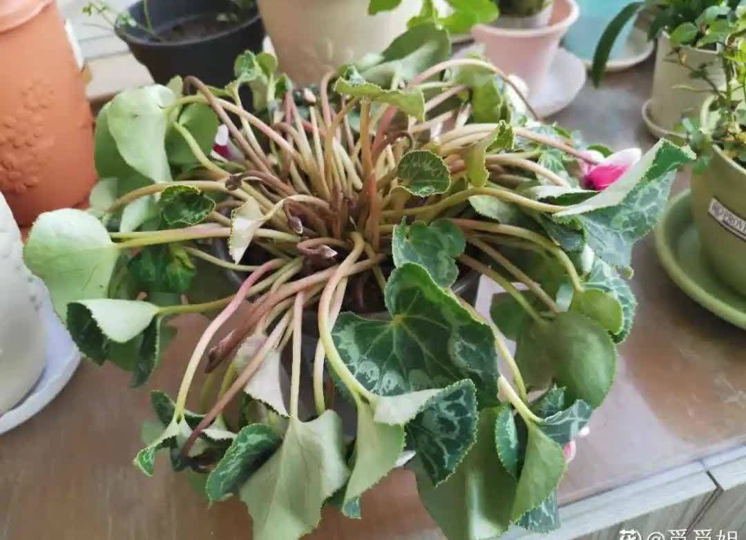 蝴蝶兰开花不是一次性,花后剪一剪,还能继续开花