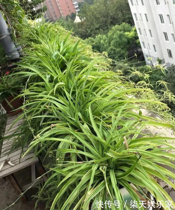 4种花爱“吃土”,1年不换盆,盆里全是根不见土,换盆才能长好