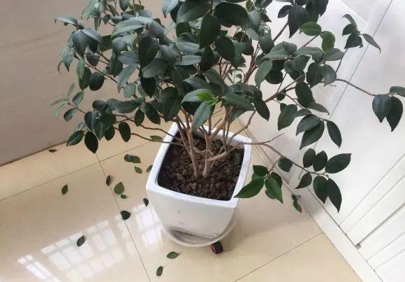 5种花不敢买，秋天死太快，养不活惹一肚子气