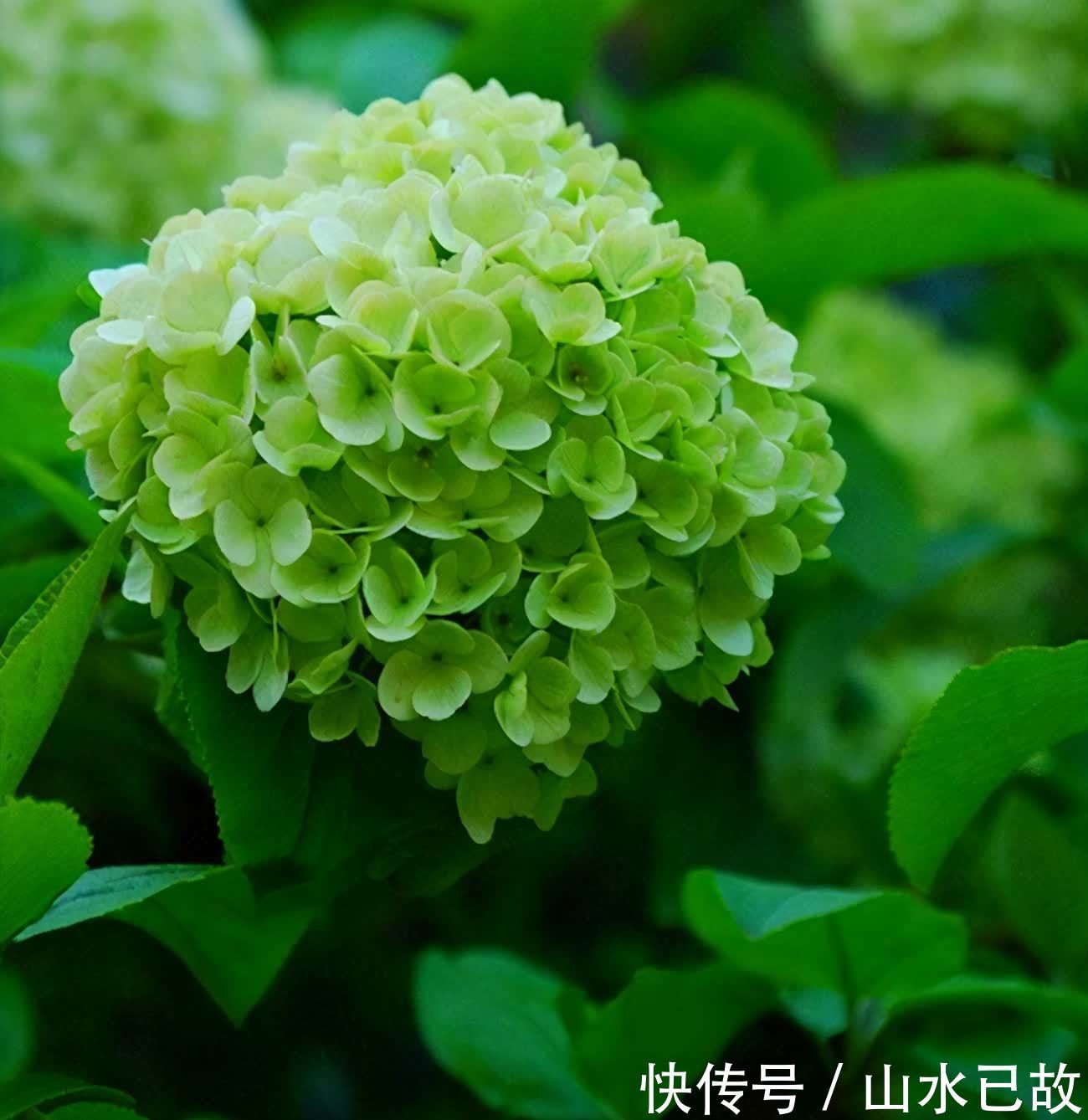 小苗|绣球花的养护重点,注意这些点,也不是很难养