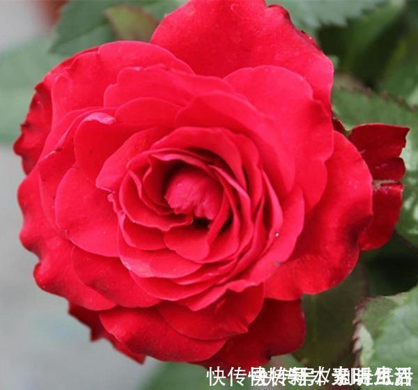 花型|3种花超让人喜欢,美若牡丹芍药,又美又香,花期长,盆栽也可以