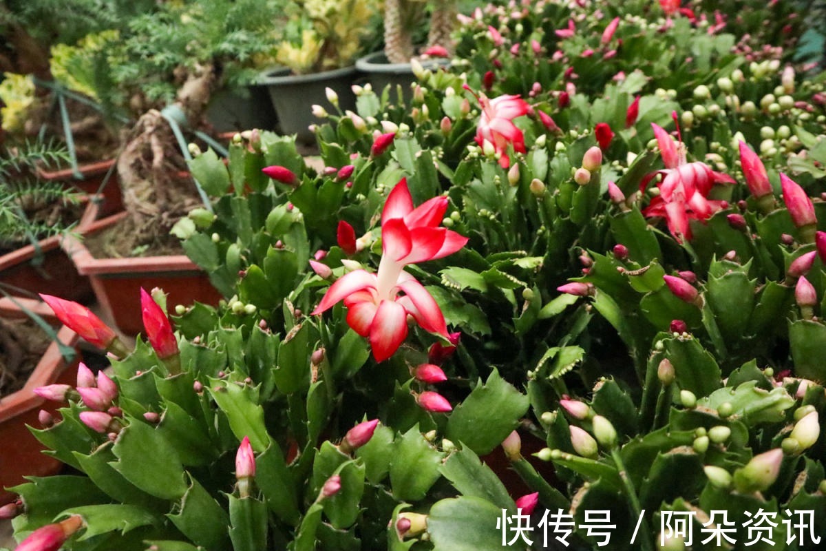 花花|小花盆才能养好的花,种在大盆里太危险,一不小心就烂根
