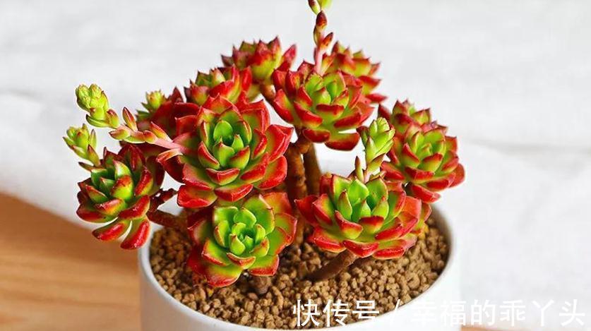 多肉|别人养的多肉蒂亚叶子红彤彤,甭眼红,满足5点一样