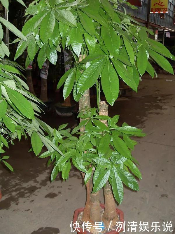 烂根|养金钱树发财树,平时多做1个“小动作”,烂根早知道、早预防