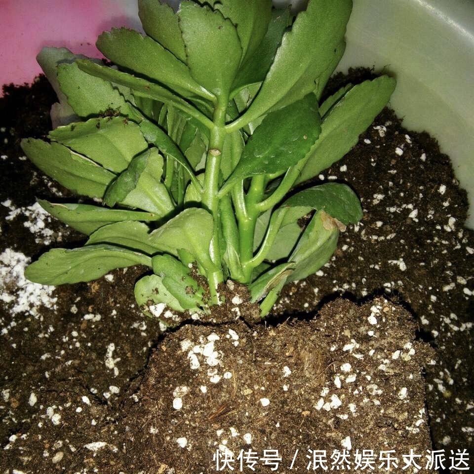 让长寿花、天竺葵花朵开爆盆记住1个“时间表”,跟着学就行了