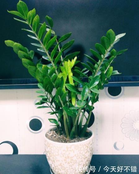 3种绿植不怕冷，冬天叶片照样油绿有光泽，寓意美好值得拥有