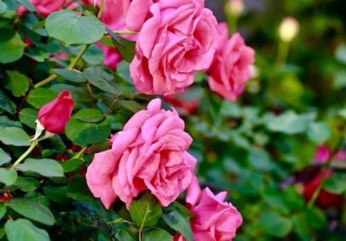  月季花|月季花剪几刀，一茬一茬开花，开的花都停不下来！