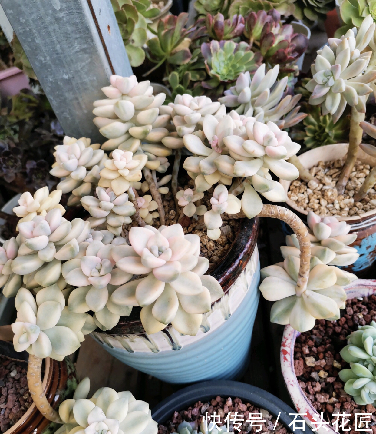 陶瓷|“带釉”的花盆好不好？1个优点、3个缺点要知道，才能养好花