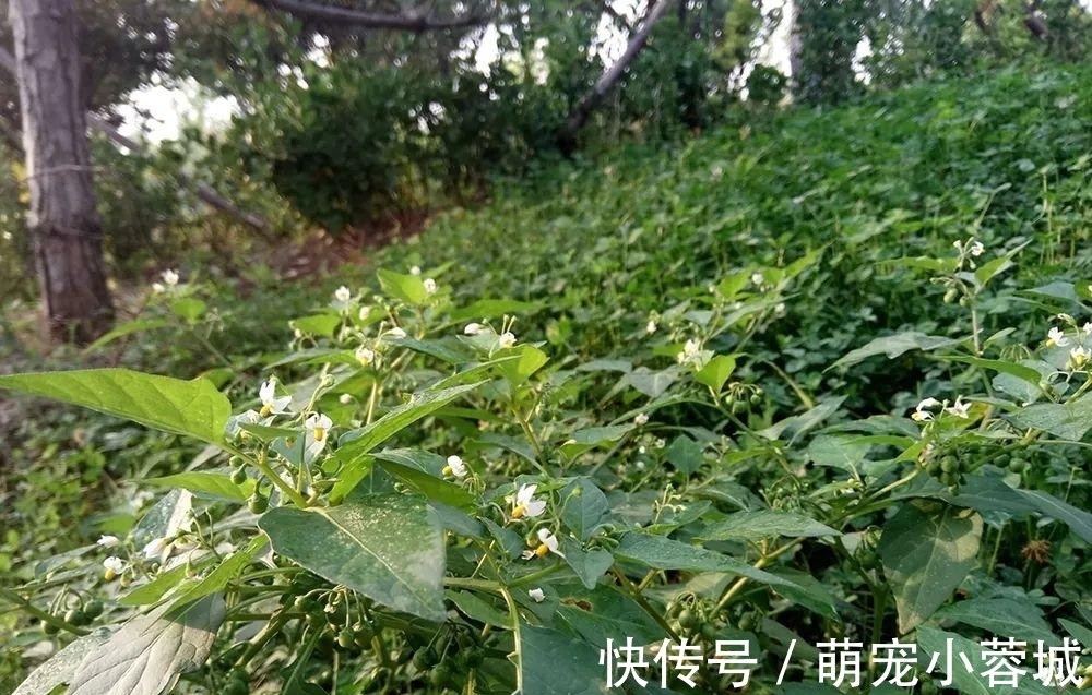 一种茄子,全株都有毒,却成南方民间美味野菜,做腌菜是一绝
