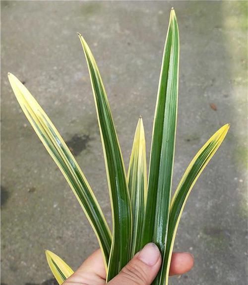  兰花|这款兰花“国色天香”，花大色艳，金边线艺明显，每年能开花数次