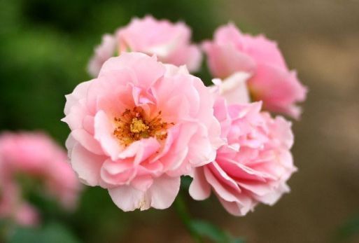 农历5月11日开始，养花养个耐看的，花香易打理，开花艳丽惹人爱