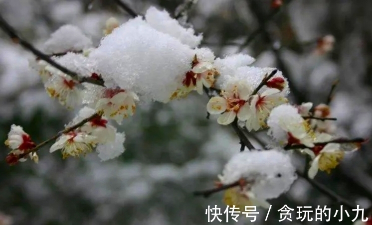 明代&梅开时节，梅花得意占群芳，邂逅古诗里的梅花韵致不输现场观光