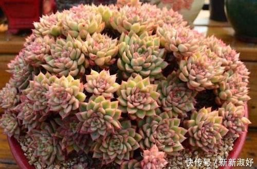 小米星|12款多肉天生就爱凑热闹,爆盆群生是强项,花友:养起来真过瘾