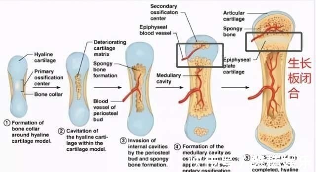 生活环境|孩子能不能长高,与骨龄有很大关系,要给孩子定期测量