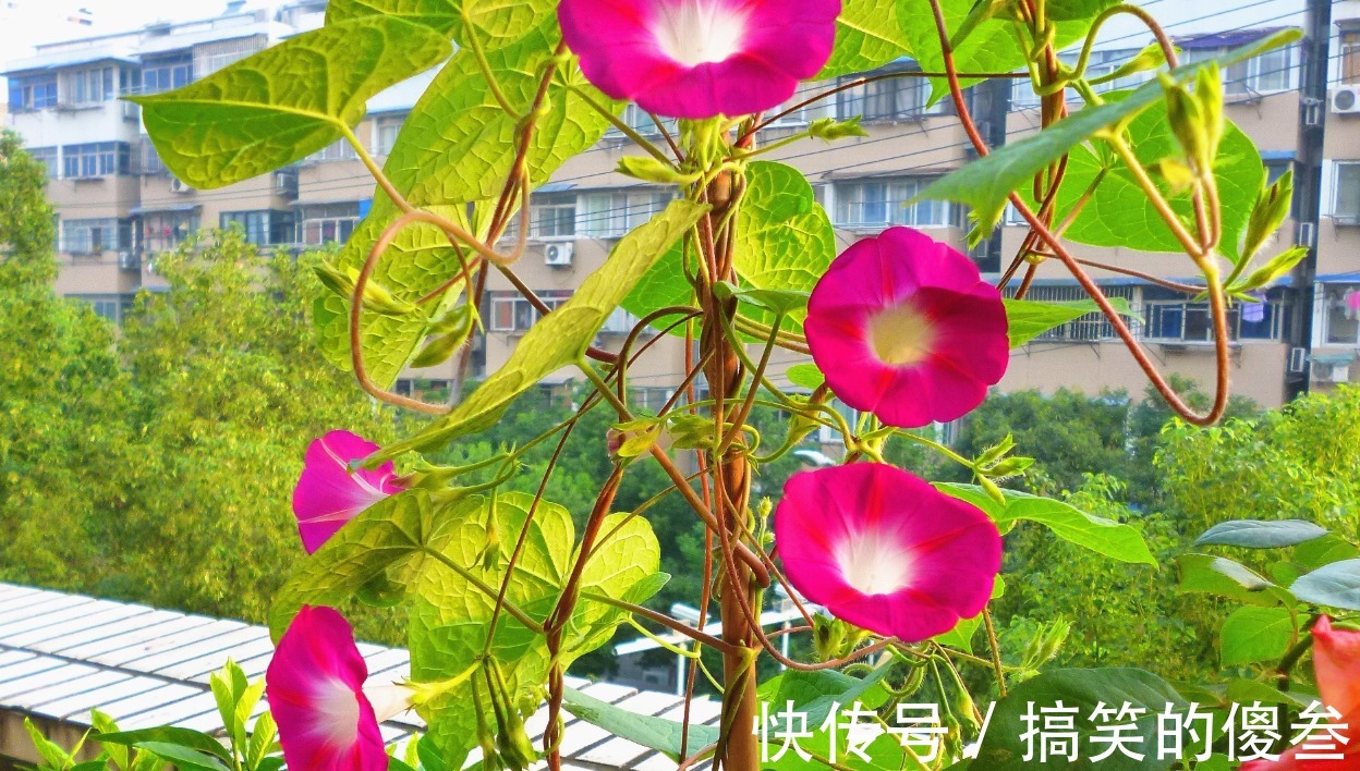 这九种花，随便扔土里，就能长成一片，开花不断