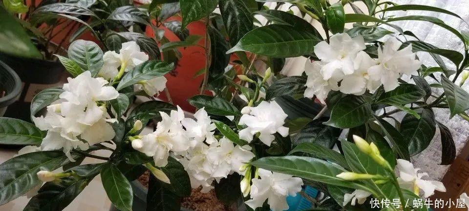 名字土掉渣、开花却很漂亮的8种花,你家养过几种?