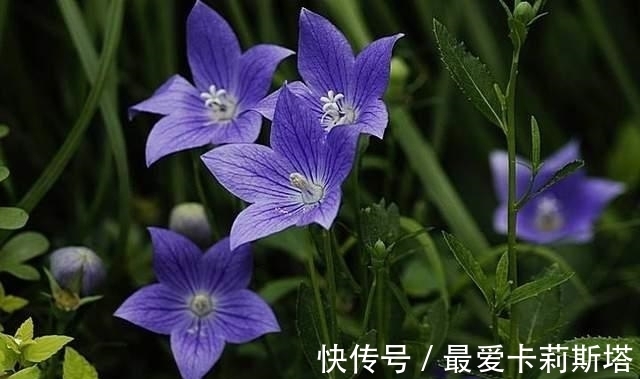 红鸾星动|7月红鸾星动，这几个星座旧爱变新欢，分手也能重归于好