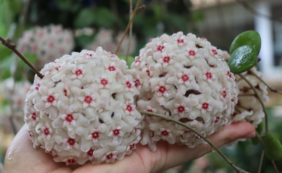 10种“吉利花”,“穷养”才能长大,越挤越壮实,越大越“旺家”