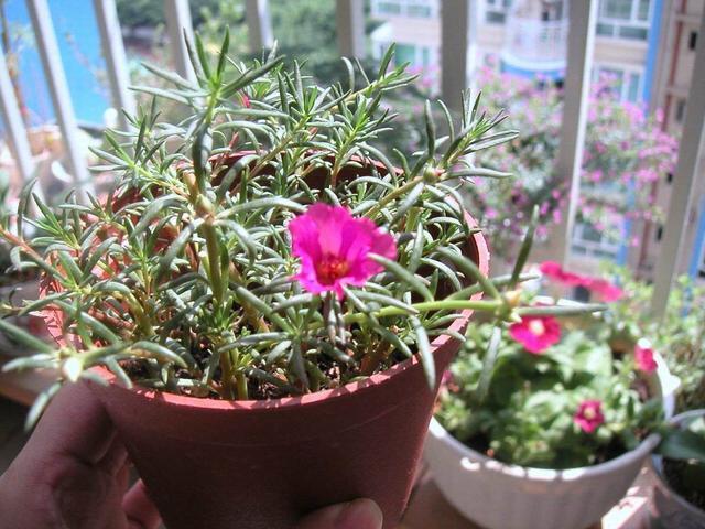 第一次养花选什么就养这2种,放在盆里自己繁殖,太好养了