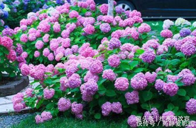 花友|此款花卉，好养易爆盆，比牡丹还漂亮，开花硕大香味浓！