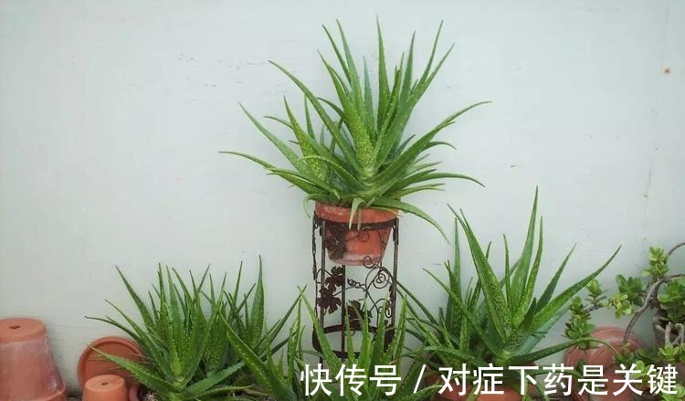 阳台上|为懒人准备的6种盆栽花卉, 一两个月忘记浇水也能活得滋润!