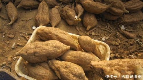 堪比|价值堪比“人参”的中药材,被国外当垃圾,不惜花费重金清理!