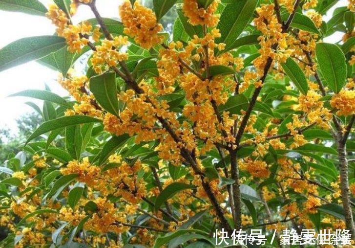 花友最喜欢的4种花，浇水就疯长，开花就爆盆，养在家里太美了！
